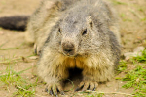 Parc Animalier D'Introd