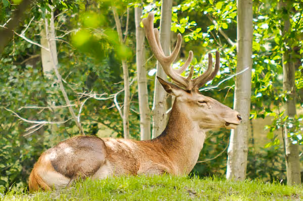 Parc Animalier