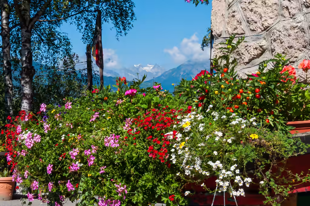 Géraniums et marguerites sur la terrasse, sommets enneigés en toile de fond